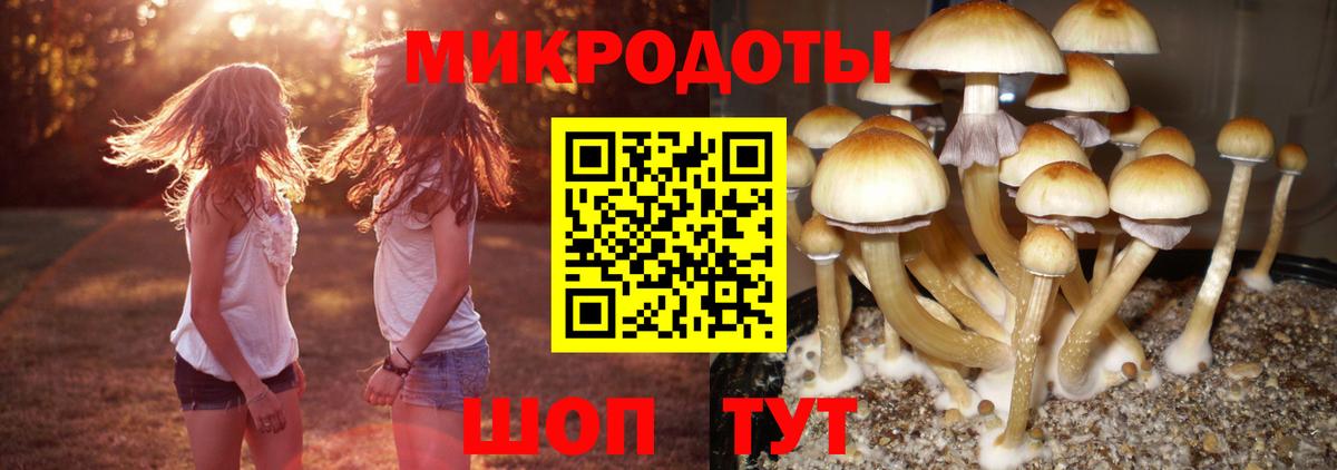 Псилоцибиновые грибы прущие грибы Сочи